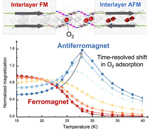 Cooperative Magnetic Phase Evolution via Oxygen Spin Coupling in a ...